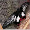 Papilio rumanzovia - Philippinen - emmen-nl 02.jpg